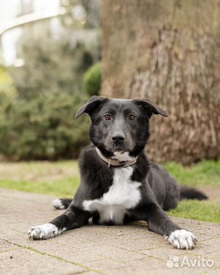 Чернышка метис лабрадора