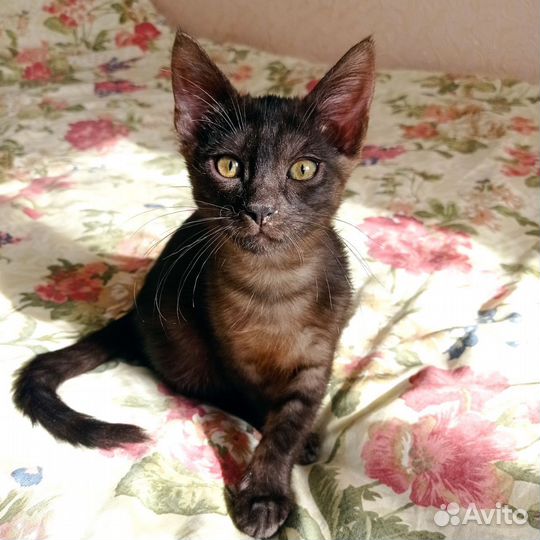 Котенок нереальный