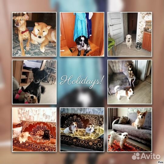 Возьму собаку на время отпуска