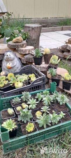 Молодило каменная роза