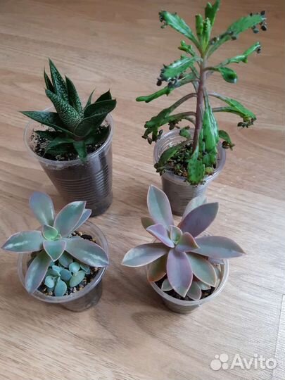 Суккуленты