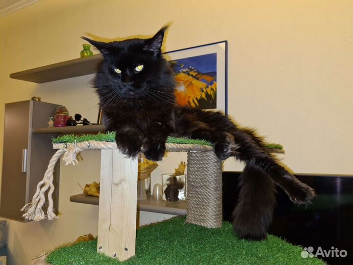 Кот мейн-кун вязка