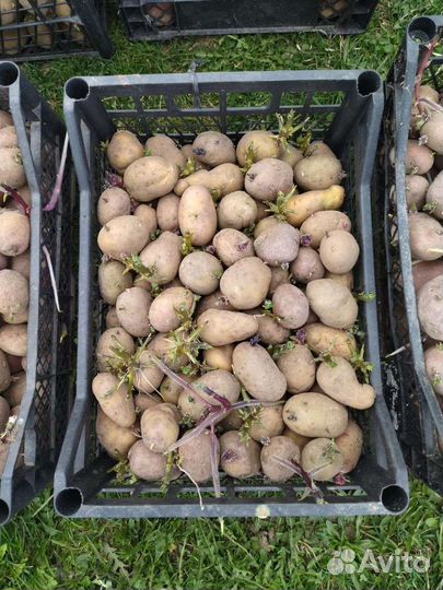 Картофель для посадки, семена