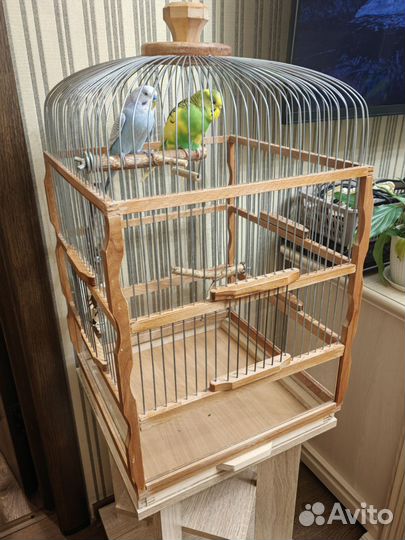 Волнистый попугайчики с клетками