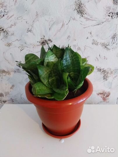 Сансевиерия