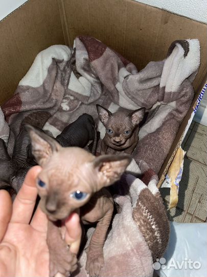 Канадский сфинкс