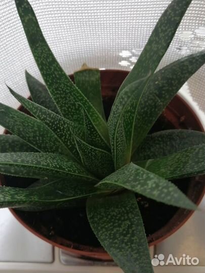 Продам цветы комнатные