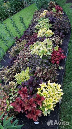 Колеусы вегетки