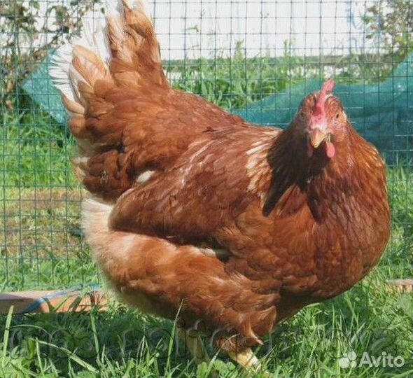 Куры несушки Кубанские красные
