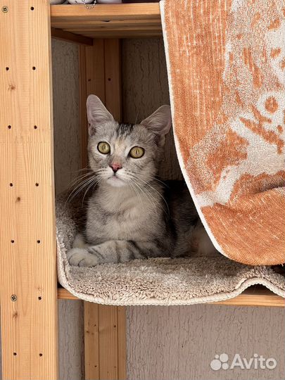 Молодая породистая кошечка ищет дом