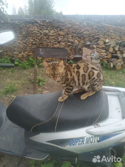Бенгальский кот вязка