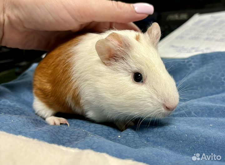 Морская свинка