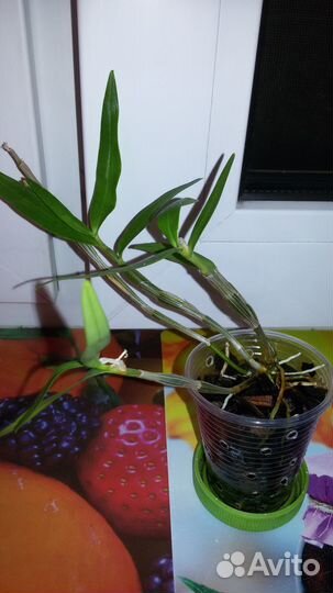 Дендробиум Moniliforme