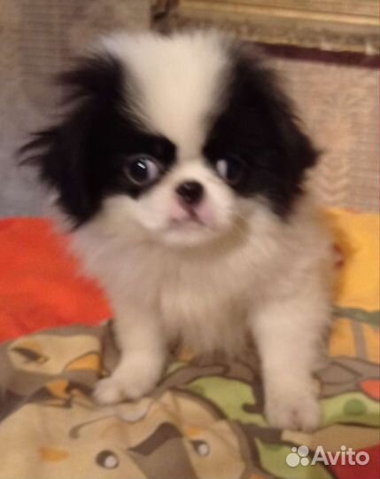 Японский хин