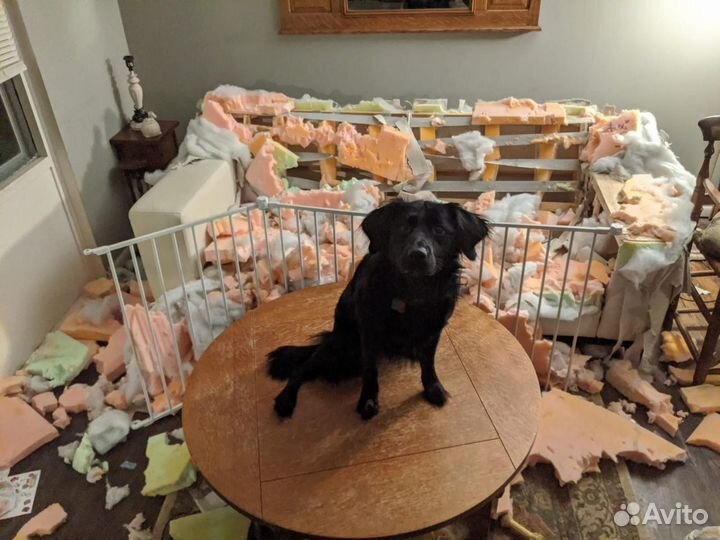 Зоопсихолог: кошки и собаки. С 1994 года