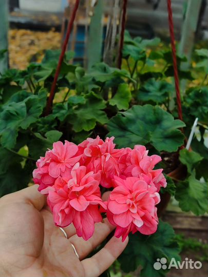 Пеларгонии сортовые