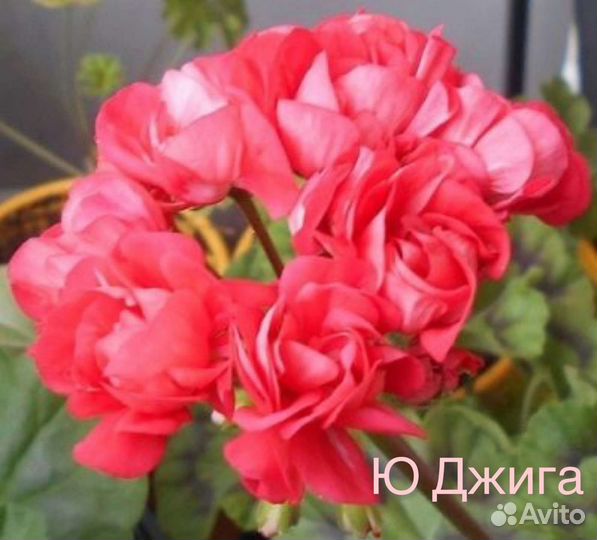 Пеларгония (герань) сортовая