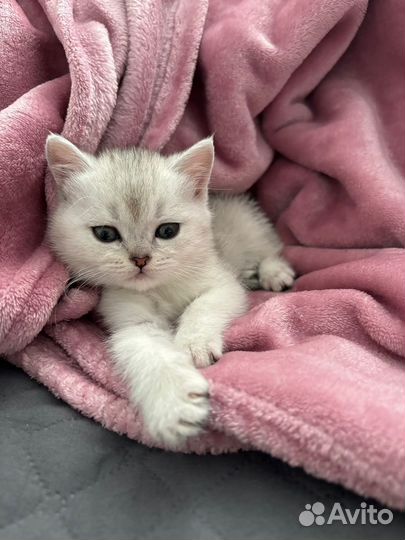 Шотландская серебристая шиншилла