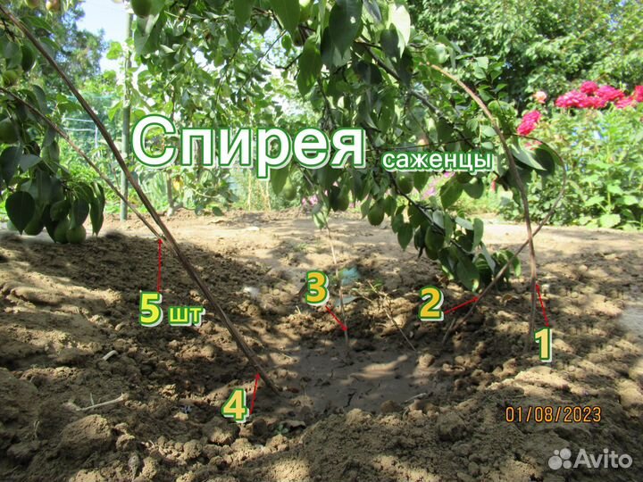 Цветущие кустарники. Миндаль. Спирея (невеста)