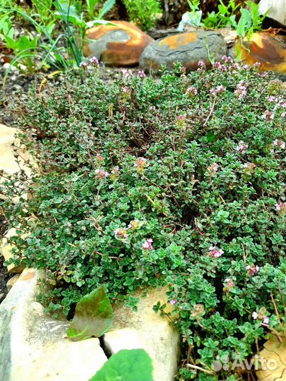 Тимьян (чабрец) ползучий лимонный саженцы