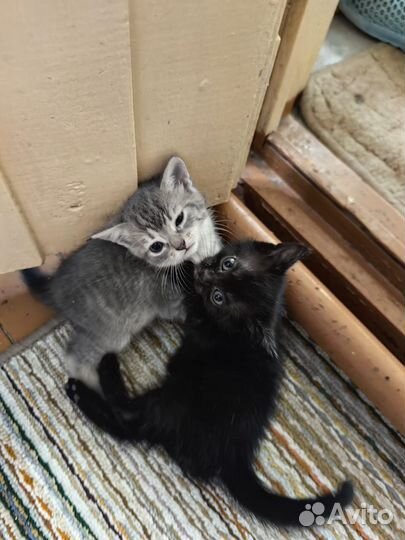 Котята бесплатно