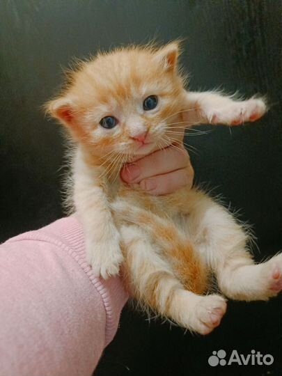 Помесь Бобтейл в добрые руки