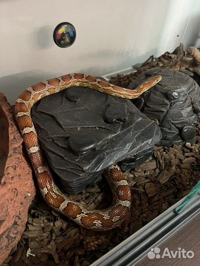 Маисовый полоз с оборудованным террариумом