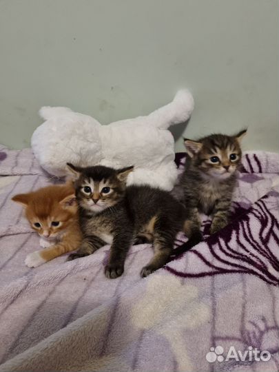 Котята в добрые руки 1 месяц