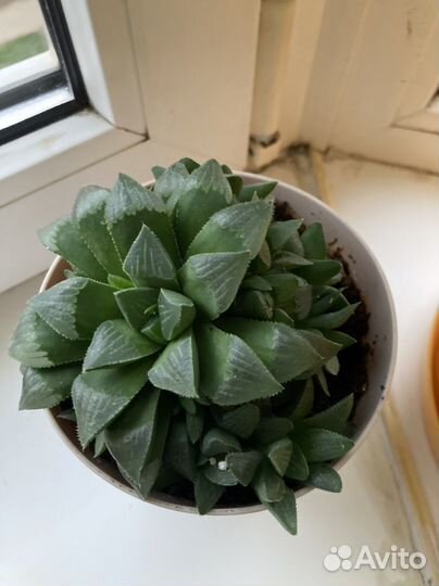 Хавортия ретуза