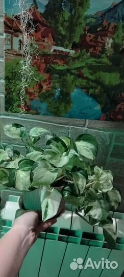 Сциндапсус