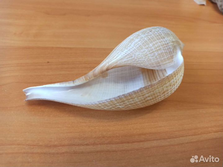 Морская раковина