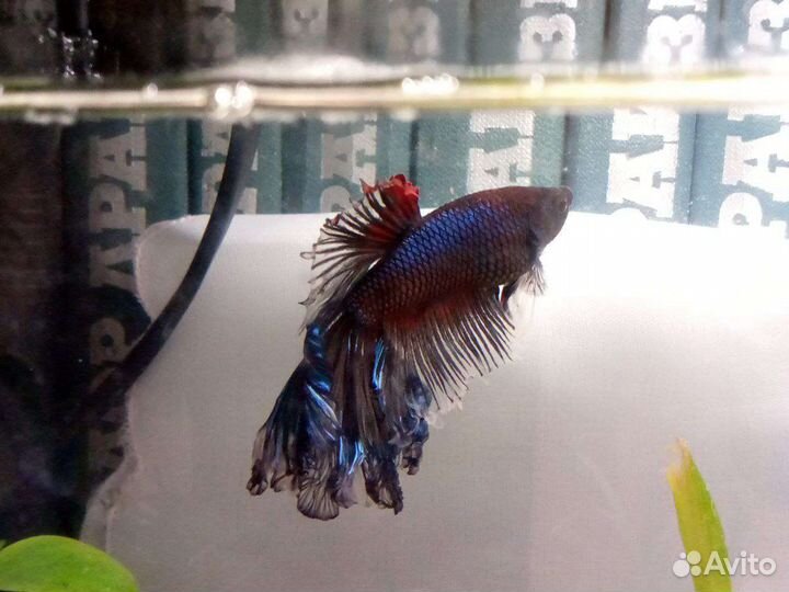 Рыба Петушок с аквариумом