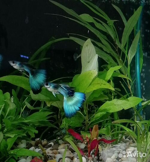 Гуппи малахит чистая линия-пара