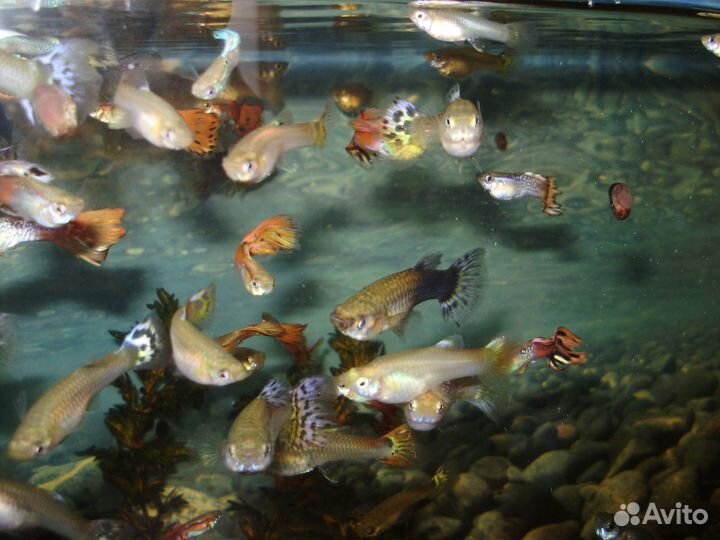 Рыбки гуппи