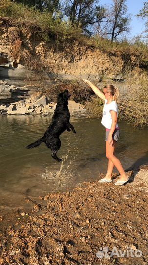 Лабрадор ретривер