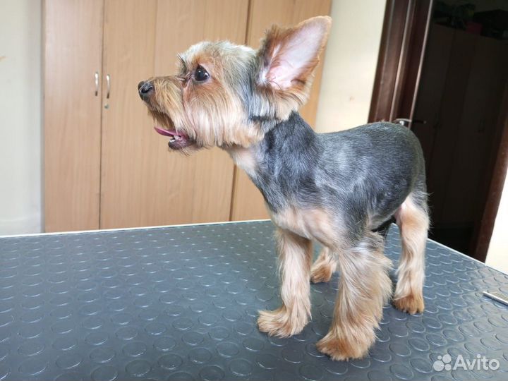 Вязка Йоркширского терьера