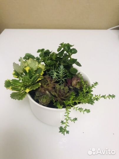 Композиция из суккулентов в плошке