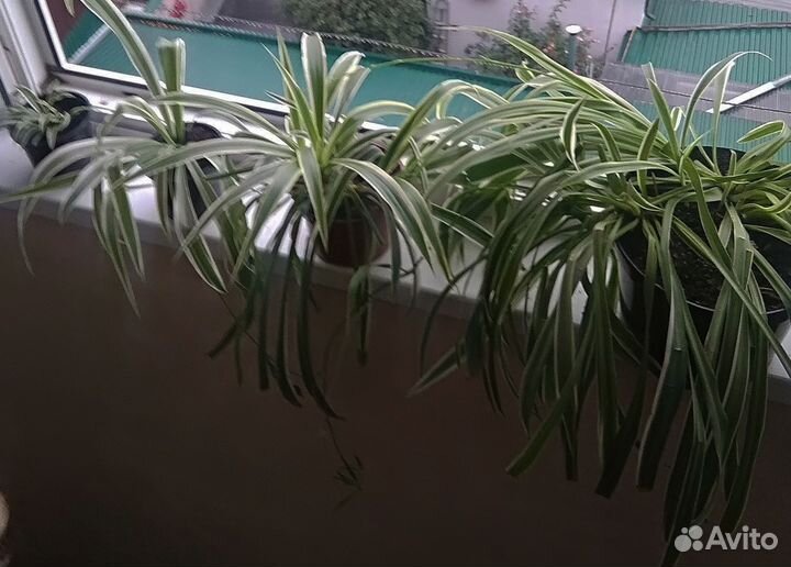 Хлорофитум