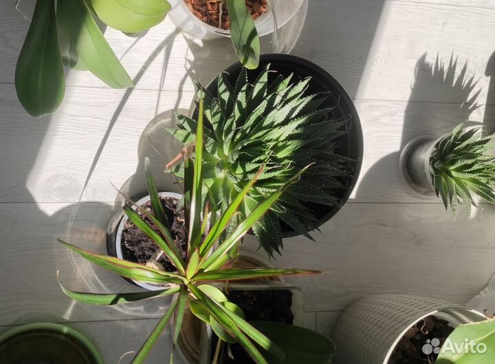 Алоэ остистое