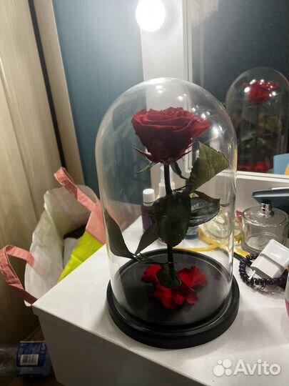 Роза декоротивная