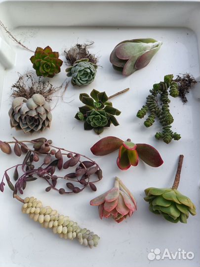 Набор суккулентов