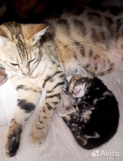 Бенгальскай котенок
