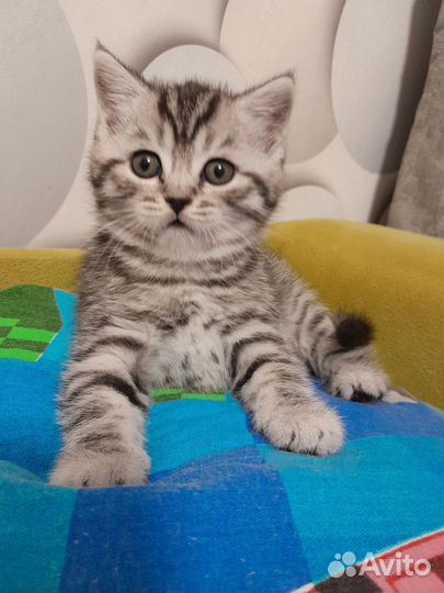 Шотландская вислоухая