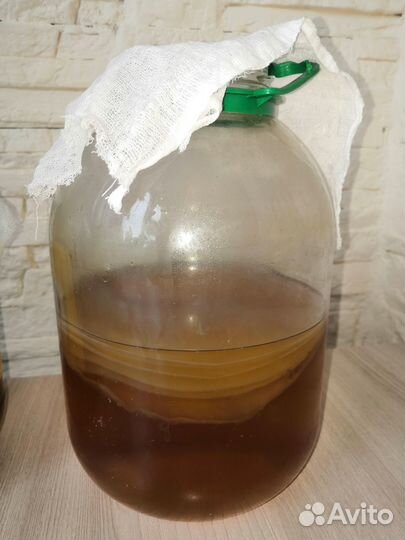 Чайный Гриб Комбуча