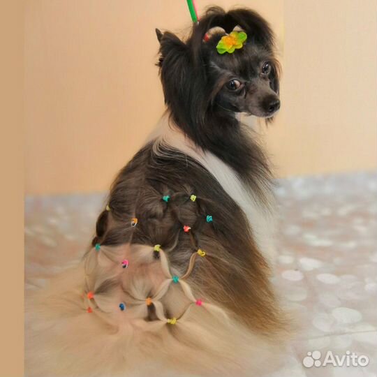 Стрижка собак кошек на дому ул. Матвеевская