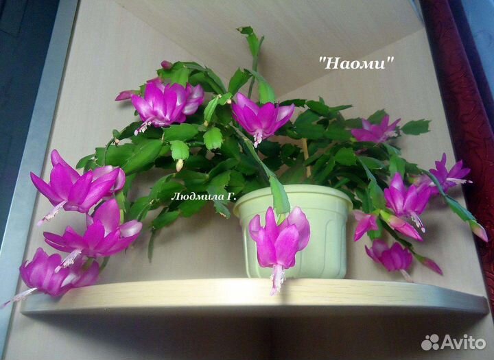 Декабрист шлюмбергера сортовые