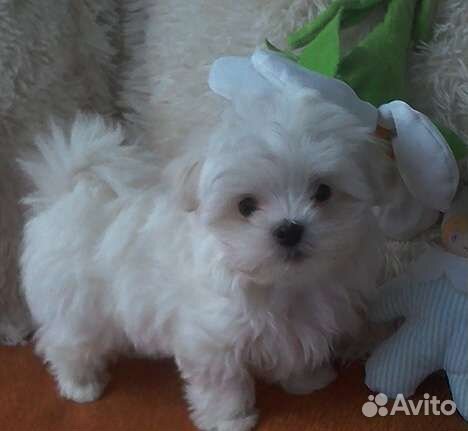 Болонки и мальтипу