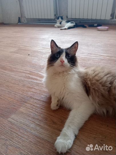 Кот Иззик порода Рэгдолл