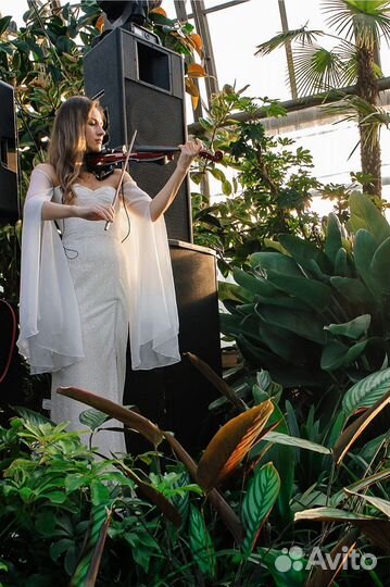 Скрипка, струнный квартет, дуэт, трио