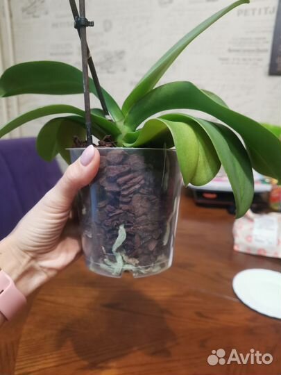 Орхидея фаленопсис